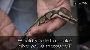 Video Python Gives Neck Massages To People