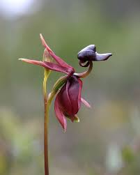 Pin On Orchids