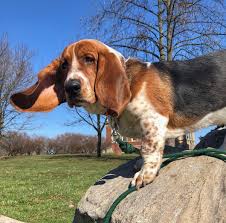 Find a basset hound puppy from reputable breeders near you in ohio. Elmer The Basset On Twitter Who Needs A Weather Vane When You Can Just Ask My Ears Which Way The Wind S Blowing Windy Weather Spring Longears Dog Dogs Woof Bark Ilovemydog