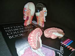 Robert james, discovery library of the human body, vero beach, the rourke press, 1995. Neuroscience Coloring Book 3d Model Head Neuroscience
