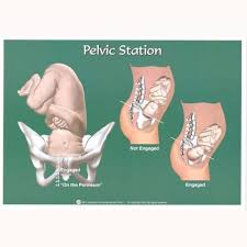 pelvic station chart