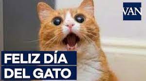 Después vino el confinamiento, las fases de desescalada… Los Mejores Memes Para Celebrar El Dia Internacional Del Gato Youtube