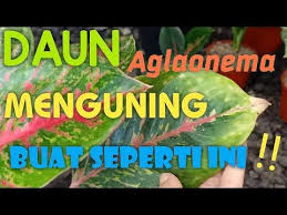 Cara Merawat Aglaonema Daun Yang Mulai Menguning Youtube Di 2020 Tanaman Daun Tanaman Dalam Rumah