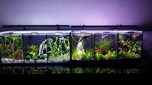 Divided betta tanks and disease. Aquascape Divided Tank