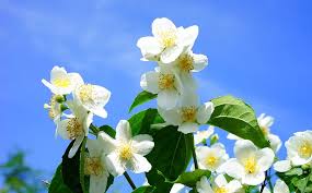 Non è un caso che i fiori bianchi sono i preferiti per i bouquet della sposa, sono usati. Fiori Bianchi Le 5 Varieta Piu Belle E Semplici Da Coltivare