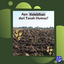 Membuat media tanam yang subur untuk semua jenis tanaman, cara membuat media tanam super subur. Tanah Humus Punya Beragam Keunggulan Pt Mutiaracahaya Plastindo