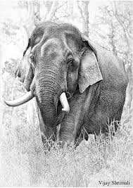Then draw in a large circle for the body intersecting the right side of the large oval. Realistic Elephant Pencil Drawing