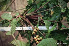 Image result for Englerodendron