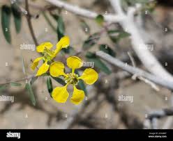 Image result for Janusia