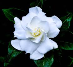 Image result for Gardenia