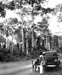 Image result for Oldfieldia macrocarpa