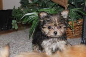 Dogs from the third generation and beyond are rarer to come by. Star A Tiny Yorkie Poodle Maltese Shih Tzu Mix Yorkie Poodle Cute Dogs And Puppies Cute Dogs