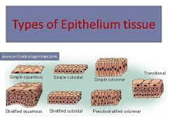 That help in transmitting signals from the external stimuli to the brain secretion: Types Of Epithelial Tissue Simple Compound And Specialized Online Biology Notes