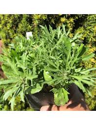 Image result for Cyphostemma montanum