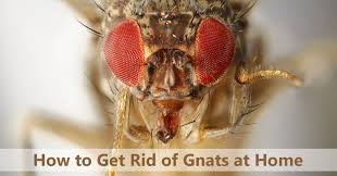 how to get rid of gnats bestadvisor