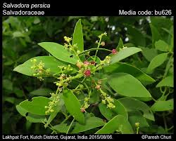 Image result for Salvadora australis