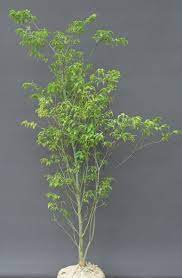 エクステリア設計士100人に聞いた よく使う庭木 樹木人気ランキングtop10 エクステリアと住まいの nexell ネクセル 庭 木 玄関 植木 ガーデニング ベランダ