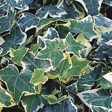 As plants grow, they develop bushier, more mature growth and develop sharper, triangular leaves. Variegated English Ivy Gold Child Hedera Helix My Garden Life