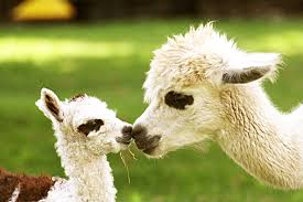 The two animals are closely related and can successfully crossbreed. Alpaca Adoption Shepreth Wildlife Park