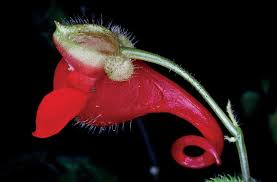 Image result for Impatiens stuhlmannii