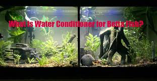 What Is Water Conditioner For Betta Fish Bettafishaquarium Com