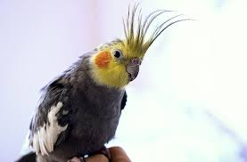 Maybe you would like to learn more about one of these? Why Do Cockatiels Have Orange Cheeks Parrot Website