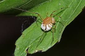 Makunda Arachnids 423 Scytodes Pallida Spider Arachnids Photo