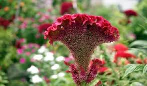 Maybe you would like to learn more about one of these? 24 Jenis Tanaman Hias Tahan Panas Matahari