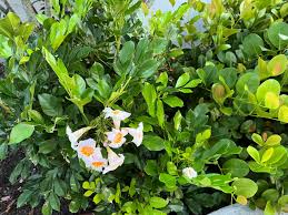 Image result for Radermachera