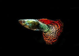 10 Best Freshwater Fish Species For Aquarium The Buzz Land In 2020 Best Aquarium Fish Fish Freshwater Aquarium Fish
