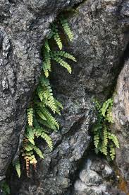 Image result for Asplenium mannii