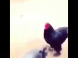 Shotgun Chicken Memes