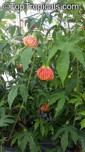 Image result for Abutilon lauraster