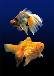 Raja zakaria raja abdullah berjaya meraih pendapatan sebanyak rm80,000 sebulan hasil daripada penternakan ikan tawar di tempat beliau. 8 Jenis Ikan Hias Air Tawar Yang Cocok Di Aquarium No 3 Paling Mahal