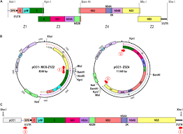 Frontiers Recovery Of Synthetic Zika Virus Based On Rio U1 Isolate Using A Genetically Stable Two Plasmid System And Cdna Amplification Microbiology