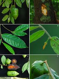 Image result for Diospyros sp. no. 1 sensu FZ