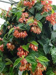 Begonia Hanging Basket Wow Plants Begonia Hanging Plants