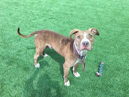 Learn more about polk county animal control in winter haven, fl, and search the available pets they have up for adoption on petfinder. Pets For Adoption At Polk County Bully Project In Lakeland Fl Petfinder