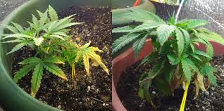 Windburn is a condition whereby a sunburn obtained in cool or cloudy conditions is incorrectly attributed to the effects of the wind rather than the sun mostly in north america. Cannabis Seedling Problems How To Resolve Any Issues Weed Kb
