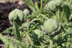 Growing artichokes in your garden is simple and easy to manage. Artichoke Growing Tips Techniques And Secrets Gardening Tips