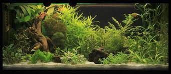 The major exception is water from a saltwater tank, which shouldn't be used to water plants; Plants That Thrive In A Hard Water Aquarium The Tye Dyed Iguana Reptiles And Reptile Supplies In St Louis