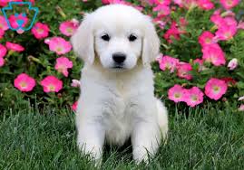 See more of golden english cream puppies on facebook. Angel Golden Retriever English Cream Puppy For Sale Keystone Puppies