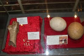 Image result for Austrosynotis