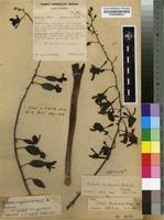 Image result for Eulophia angolensis
