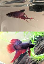 Betta Fish Before And After Beforenafteradoption