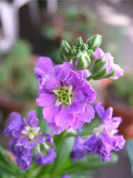 If You Re Looking For An Interesting Garden Project That Produces Fragrant Spring Flowers You Might Want To Try Gr Stock Flower Stock Flowers Fragrant Flowers