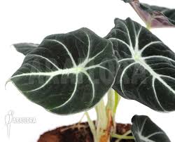 This rare beauty is a work of art and will add serious. Araflora Exotic Flora Mehr Alocasia Reginula Black Velvet