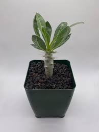 Image result for Pachypodium saundersii