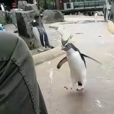 Pin On Our Little Friends