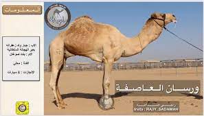 We did not find results for: Ø±Ø§Ø¹ÙŠ Ø§Ù„Ø®ÙŠØ§Ù„ÙŠÙ‡ On Twitter 52 ÙˆØ±Ø³Ø§Ù† Ø§Ù„Ø¹Ø§ØµÙØ©
